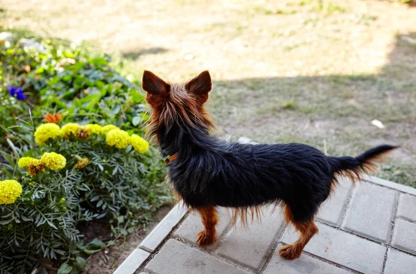 家のドアの近くの美しいヨークシャーのテリア 犬は家を守る — ストック写真