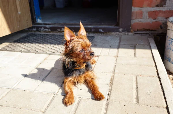 家のドアの近くの美しいヨークシャーのテリア 犬は家を守る — ストック写真