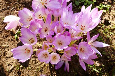Mor çiçekli kolşiyum sonbahar çiçekleri - Sonbahar çiçeği sabahın erken saatlerinde yumuşak güneş ışığı altında. Soyadı Colchicaceae, Bilimsel adı Colchicum. Seçici odak