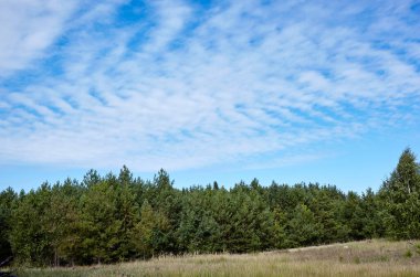 Gökyüzüne ve çayırlara karşı yoğun orman. Bir sıra ağacın ve mavi gökyüzünün güzel manzarası