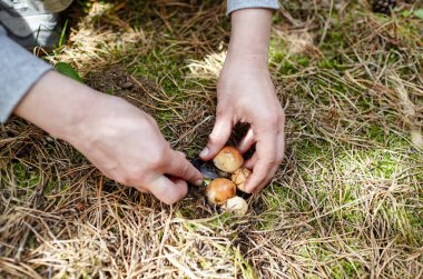 Sonbahar ormanlarında yabani mantar topluyorum. Mantar tarlama ve mantar bulma.