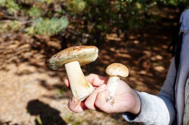Dişi el ormanda toplanan bir mantarı tutar. Sonbahar ormanlarında yabani mantar topluyorum. Soyadı Boletaceae, Bilimsel adı Boletus edulis