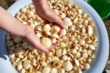 Temiz, soyulmuş Suillus mantarları kasede. Mantar yıkayan kadın