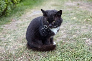 Arka bahçedeki çimlerin üzerinde siyah bir kediye yaklaş. Komik bir yüz ifadesi. Seçici odak, bulanık arkaplan