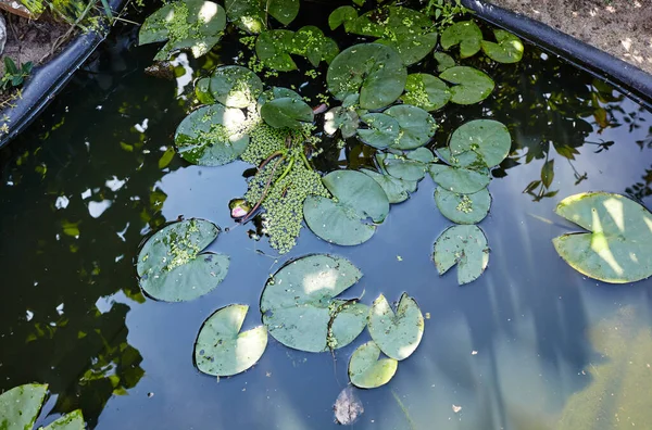 Laghetto Decorativo Con Foglie Verdi Giardino Fiore Una Singola Ninfee — Foto Stock