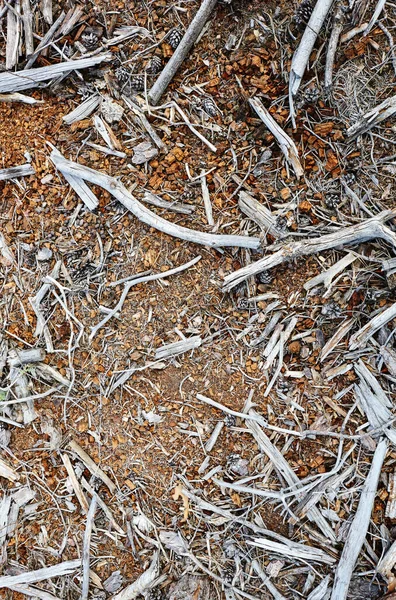 針葉樹林の地面に乾燥した木の枝のヒープ 低成長時の木材や針の閉鎖 — ストック写真