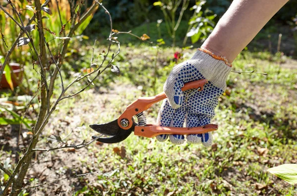 Gartenarbeit Hinterhof Frauenhände Mit Gartenschere Schneiden Welke Blumen Rosenstrauch Saisonale — Stockfoto