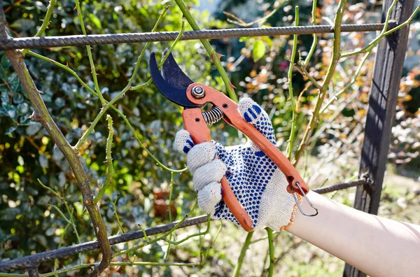Una Donna Che Giardinaggio Giardino Mani Delle Donne Con Forbici — Foto Stock