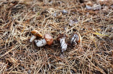 Sonbahar ormanında yabani mantarlar. Soyadı Boletaceae, Bilimsel adı Suillus