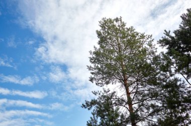 Orman gökyüzüne karşı. Güneşli bir günde bulutlu mavi gökyüzüne karşı çam ağaçları.