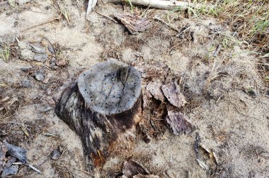 Parlak bir ormanda ağaç kütüğü. Ormanların tahrip edilmesinden sonra ağaç kütüğü