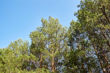 Orman gökyüzüne karşı. Güneşli bir günde bulutlu mavi gökyüzüne karşı çam ağaçları.