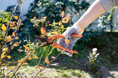 Arka bahçede kadın bahçıvanlığı. Kadın eli ve kesiciler gül çalılığında solmuş çiçekleri kesiyor. Bahçe işleri, bahçede budama makası olan budama bitkileri.