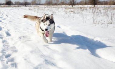 Karda koşan Husky köpeği. Kış tarlasında mavi gözlü Sibirya köpeği.