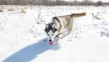 Karda koşan Husky köpeği. Kış tarlasında mavi gözlü Sibirya köpeği.