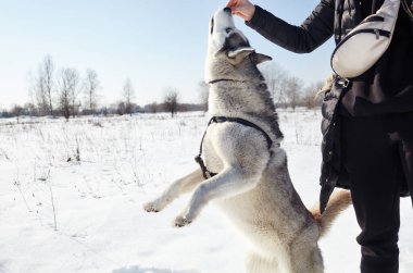 Sahibi kış parkında iri yarı bir köpekle oynuyor. Bir köpekle bir kadının arkadaşlığı.