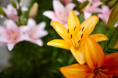 Yeşil yapraklar üzerinde güzel bir Lily çiçeği. Güzel bahar ya da yaz çiçekli Lily bitkisi. Sığ alan derinliğine sahip seçici odak