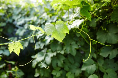 Üzüm yaprakları bir üzüm bağında güneş ışığı altında. Bulanık resim, seçici odak.