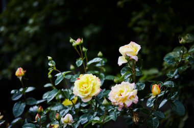 Bahçedeki sarı güller. Yaz ışığında güzel bir gül çalısı. Güzel bahar ya da yaz çiçek açan gül bitkisi