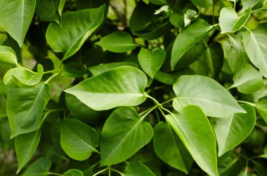 Dal üzerinde güzel yeşil leylak yaprakları. Doğa için taze bahar arkaplanı