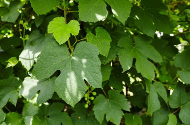 Üzüm yaprakları bir üzüm bağında güneş ışığı altında. Bulanık resim, seçici odak.