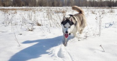 Karda koşan Husky köpeği. Kış tarlasında mavi gözlü Sibirya köpeği.