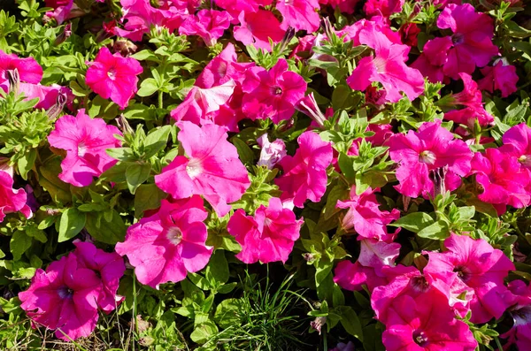 Petunia, Pink Petunias in garden. Lush blooming colorful common garden petunias in city park. Family name Solanaceae, Scientific