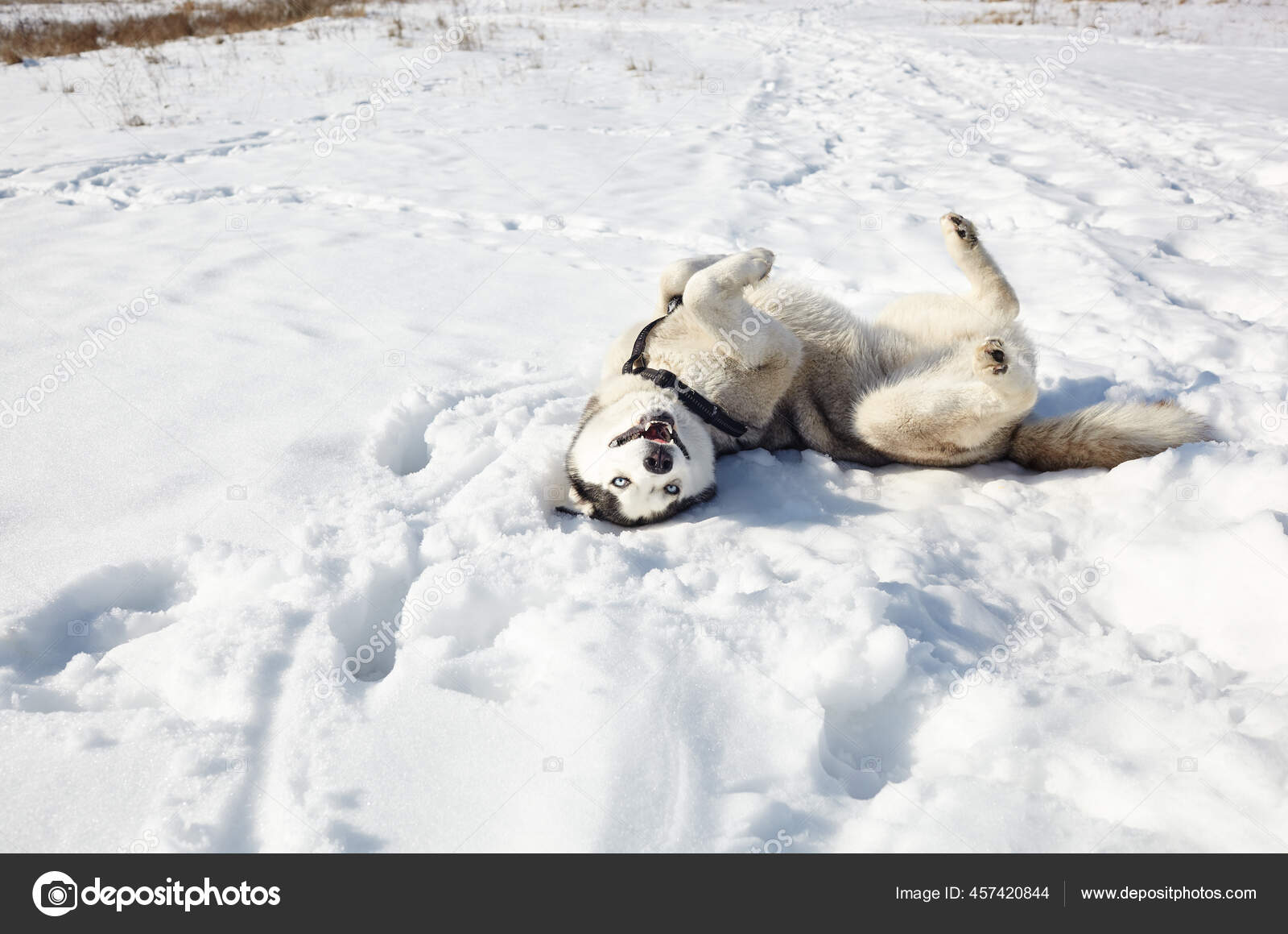 ハスキー犬は雪の中に横たわって遊びを待っています 冬の畑に青い目のシベリアのハスキー 面白い表情 ストック写真 C Supersomik