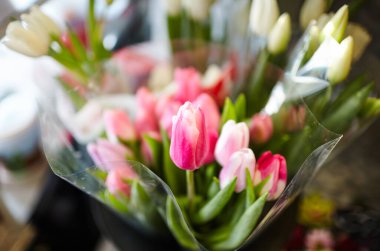 Çiçekçi dükkanındaki taze lalelerin bulanık görüntüsü. Bahar çiçekli lale sürüsü. Romantik randevu için bir hediye. Yumuşak bahar çiçekleri