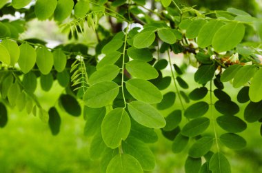 Akasya ağacının yaprakları güneşte parlıyor. Seçici odak, bulanık arkaplan