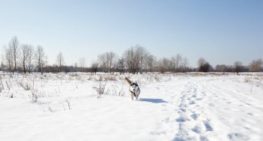 Karda koşan Husky köpeği. Kış tarlasında mavi gözlü Sibirya köpeği.