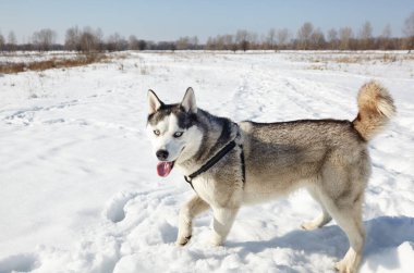 Husky köpek karda durur ve oyun oynamayı bekler. Kış tarlasında mavi gözlü Sibirya köpeği.