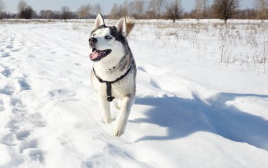 Karda koşan Husky köpeği. Kış tarlasında mavi gözlü Sibirya köpeği.
