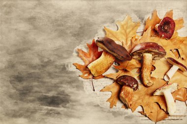 Ahşap zemin üzerinde yenilebilir mantar (Boletus badius veya Bay bolete ve Russula emetica) suluboya çizimi. Taze pişmemiş mantar ve meşe yaprakları, sonbahar konsepti, metin için yer