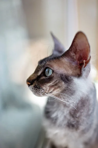 Grappige Kat Die Vensterbank Zit Een Prachtige Grijze Sfinx Kat — Stockfoto