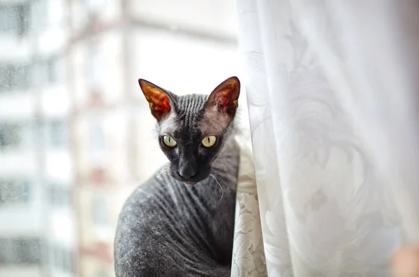 Gato Gracioso Sentado Alféizar Ventana Hermoso Gato Esfinge Negro Enfoque —  Fotos de Stock