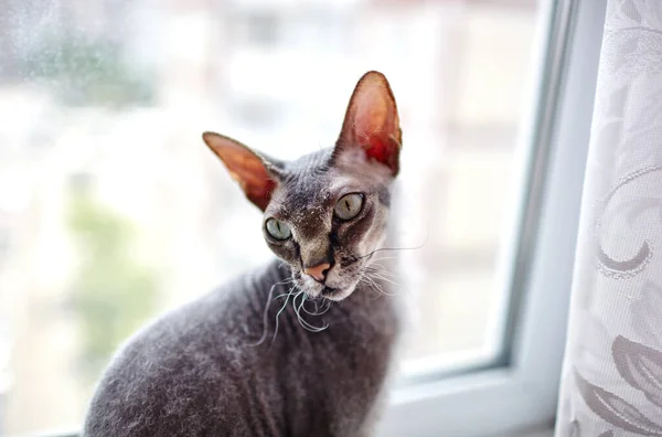 Funny Cat Sitting Window Sill Beautiful Gray Sphinx Cat Selective — Stock Photo, Image