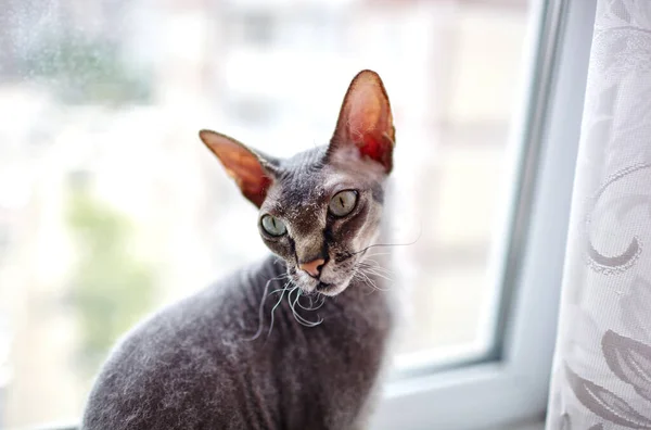 Grappige Kat Die Vensterbank Zit Een Prachtige Grijze Sfinx Kat — Stockfoto