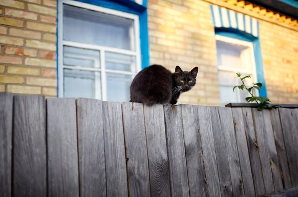 Czarny Kot Siedzi Płocie Zabawny Wyraz Twarzy Skupienie Selektywne Niewyraźne — Zdjęcie stockowe