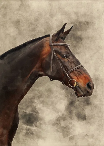 Watercolor Illustration Bay Horse Portrait Beautiful Race Horse — Stock Photo, Image