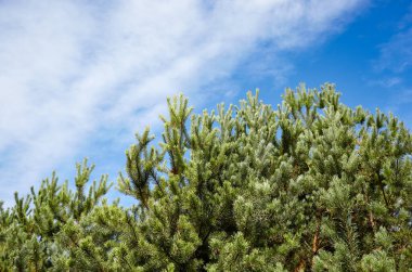 Orman gökyüzüne karşı. Güneşli bir günde bulutlu mavi gökyüzüne karşı çam ağaçları.