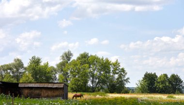 Çayır üzerindeki Bay Horse. Kırsalda güzel bir at otluyor.