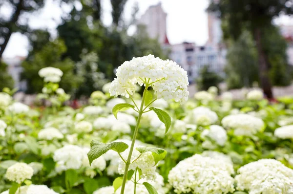 Bush Kvetoucích Bílých Květů Hortenzie Nebo Hortenzie Hydrangea Macrophylla Zelených — Stock fotografie