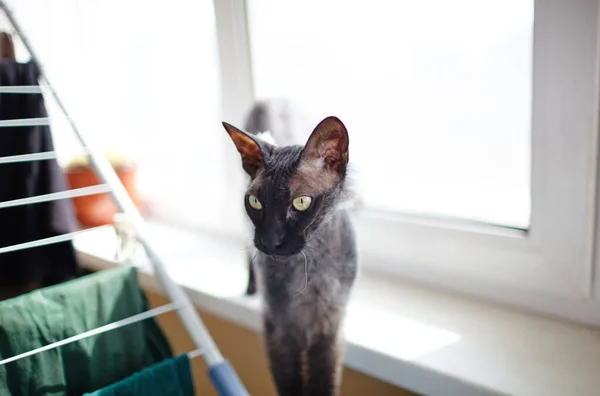 Grappige Kat Die Vensterbank Zit Een Prachtige Zwarte Sfinx Kat — Stockfoto