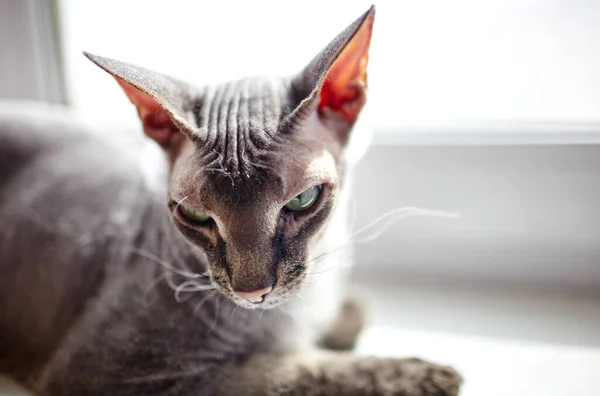 Gato Gracioso Sentado Alféizar Ventana Hermoso Gato Esfinge Gris Enfoque — Foto de Stock