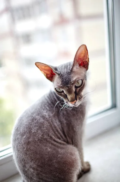 Pencere Pervazında Oturan Komik Kedi Güzel Gri Bir Sfenks Kedisi — Stok fotoğraf