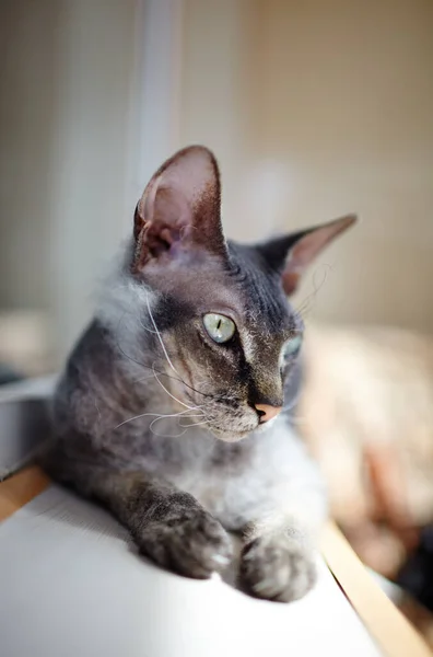 ウィンドウに座って面白い猫はまだ 美しい灰色のスフィンクスの猫 被写界深度が浅い選択フォーカス — ストック写真