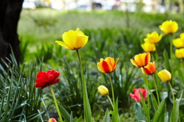 Bahçede açan güzel lale çiçekleri. Bahar bahçesindeki güzellik lalesi doğadaki güneş ışığıyla ışıldıyor. Bokeh resmi ile bulanık arkaplan, seçici odak