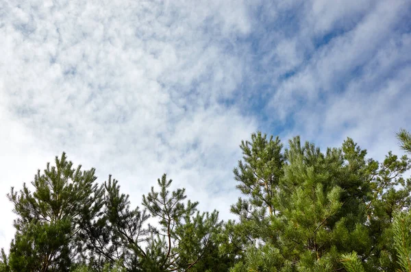 Orman gökyüzüne karşı. Güneşli bir günde bulutlu mavi gökyüzüne karşı çam ağaçları.