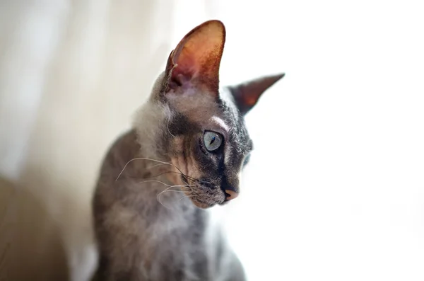 Pencere Pervazında Oturan Komik Kedi Güzel Gri Bir Sfenks Kedisi — Stok fotoğraf